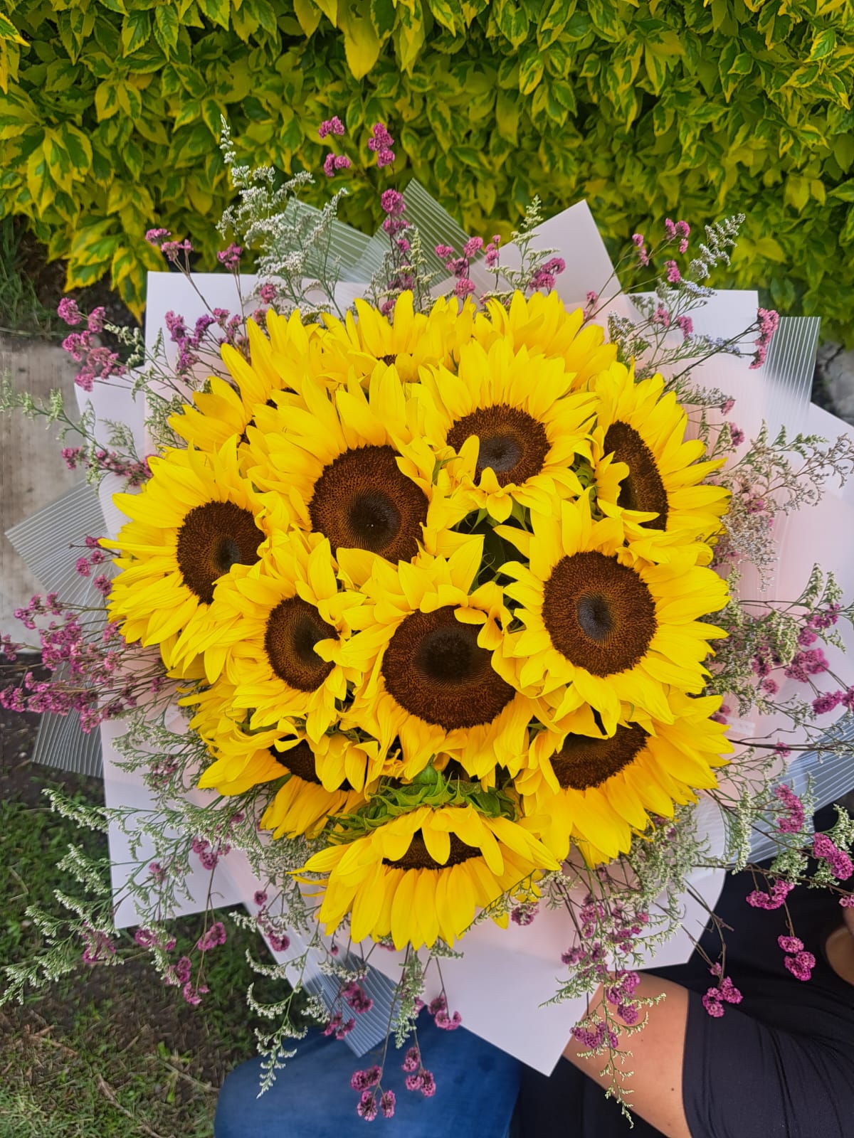 RAMO Premium 15 Girasoles