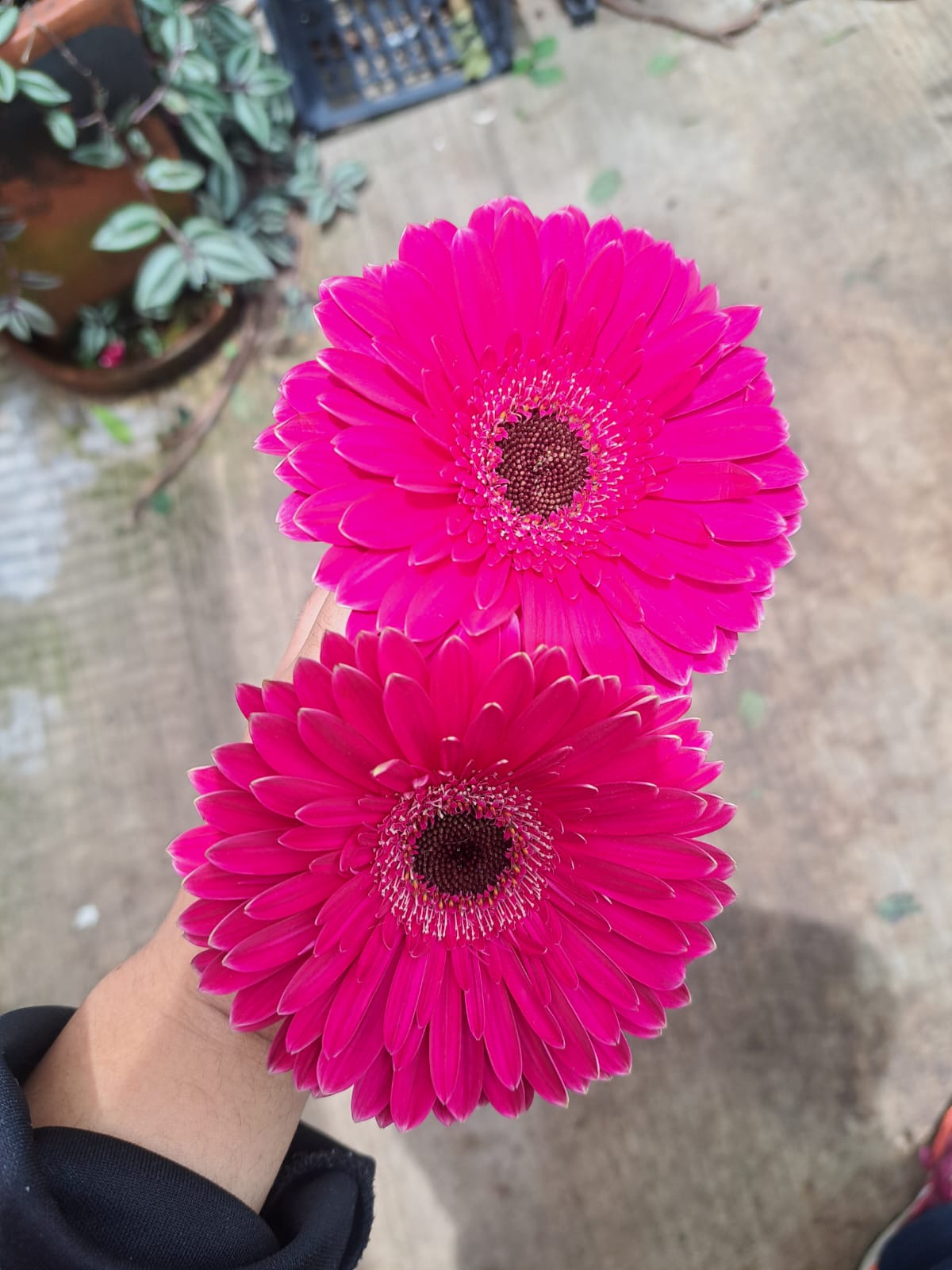 BOUQUET Romántico Premium 20 Gerberas
