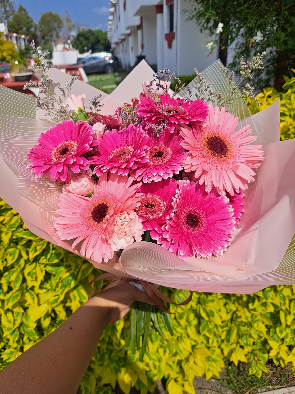 GERBERAS