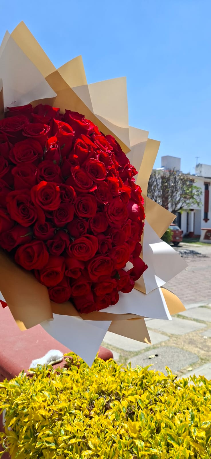 RAMO Premium Inolvidable 100 rosas rojas